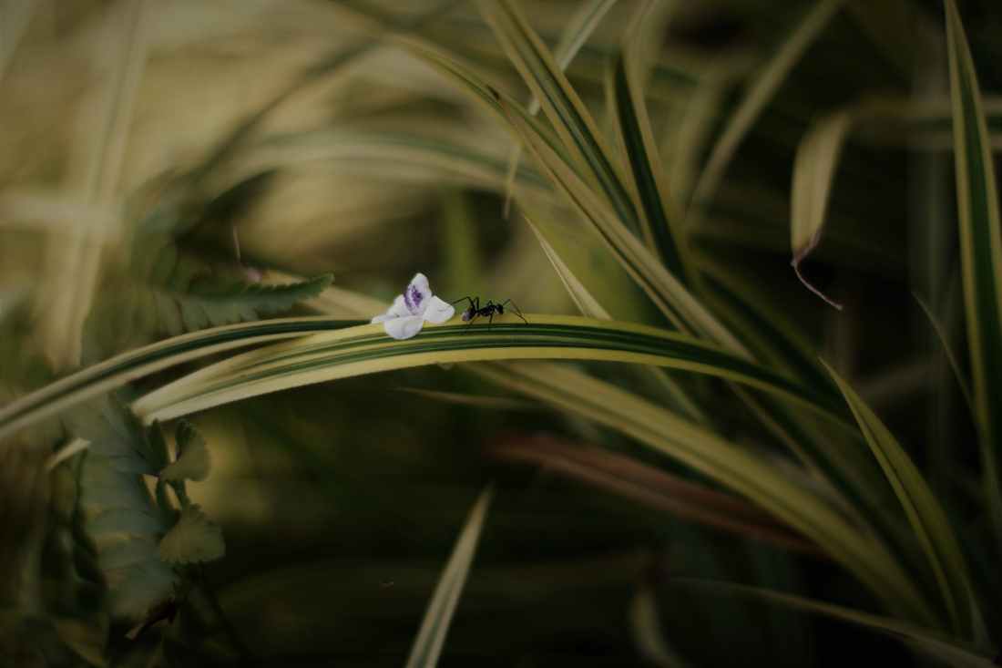 selective focus photo of black ant on green leafed plant